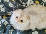 Adar - Scottish Fold Kitten For Sale - Cleveland, OH, US