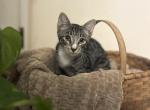 Gray tabby - Domestic Kitten For Adoption - Waco, TX, US