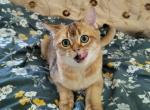 Milo - Scottish Fold Kitten For Sale - Cleveland, OH, US