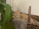 Orange tabby - Domestic Kitten For Adoption - Waco, TX, US