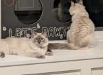 Violet the blue point - Ragdoll Cat For Sale - Winchester, VA, US