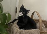 Tuxedo - Domestic Kitten For Sale - 