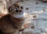 Leo - Scottish Fold Kitten For Sale - 