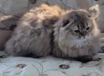 Neo - Scottish Fold Kitten For Sale - Cleveland, OH, US