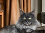 Sir Leonard - Maine Coon Cat For Sale/Service - Nashville, TN, US