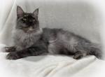 Zabava - Maine Coon Cat For Sale/Service - Nashville, TN, US