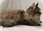 Zamilla - Maine Coon Cat For Sale/Service - 