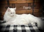 Pajama - Maine Coon Cat For Sale/Service - Nashville, TN, US