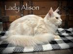 Alison - Maine Coon Cat For Sale/Service - Nashville, TN, US