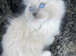 Ash - Ragdoll Kitten For Sale - Ojai, CA, US