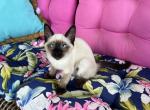 Hope - Balinese Kitten For Sale - Philadelphia, PA, US