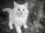 Huggy Bear - Ragdoll Kitten For Sale - Ojai, CA, US