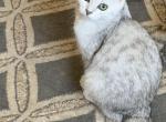 Alex 3 - Scottish Fold Kitten For Sale - 