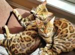 Aria and Leia Bonded Bengal Sisters - Bengal Cat For Sale - Ottawa, on, CA