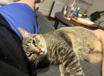 Fuzz and Baby Girl - Domestic Cat For Adoption - Brooklyn, NY, US