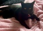 Shadow - American Shorthair Cat For Adoption - Princeton, NC, US