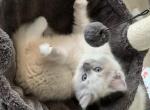 Bluepoint female - Ragdoll Kitten For Sale - San Diego, CA, US