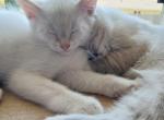 Male Maine Coon - Maine Coon Kitten For Sale - 