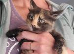 Female Calico - American Longhair Kitten For Sale - Denver, CO, US