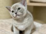 Ernie - Burmese Kitten For Sale - 