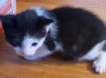 Tommy - Domestic Cat For Adoption - 