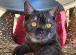 Boys and Girls - British Shorthair Cat For Sale - 