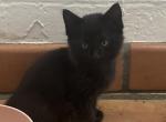 Sherlock - Domestic Kitten For Adoption - Tempe, AZ, US