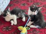 Oreo & Luke - Domestic Kitten For Adoption - 