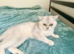 Liam - British Shorthair Cat For Adoption - Houston, TX, US