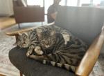 Momo and Brother - Domestic Cat For Adoption - IL, US