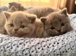 Percy babies - British Shorthair Kitten For Sale - 