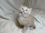 Arvo - Scottish Straight Kitten For Sale - 