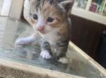 Kittens - Domestic Kitten For Sale - Roswell, GA, US