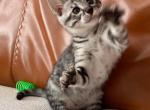 SUPER CUTE SILVER SAVANNAH KITTEN - Savannah Kitten For Sale - NY, US