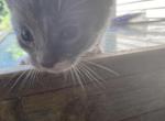 Kitten - Domestic Kitten For Sale - 