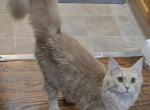 Shadow - Maine Coon Kitten For Adoption - Vernon Rockville, CT, US