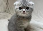 Miyu - Scottish Fold Kitten For Sale - 