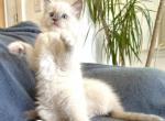 Lark - Ragdoll Kitten For Sale - Los Angeles, CA, US