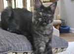 Black Smoke female - Maine Coon Kitten For Sale - Jasper, GA, US