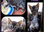 Female Charcoal Bengal - Bengal Kitten For Sale - Edgewood, MD, US