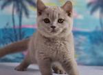 Santiago - British Shorthair Kitten For Sale - Hollywood, FL, US