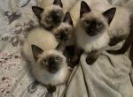 Alexis Escamilla - Siamese Kitten For Sale - San Antonio, TX, US