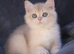 Kamila - British Shorthair Kitten For Sale - Hollywood, FL, US