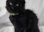 T'Pol - Maine Coon Kitten For Sale - Hayden, ID, US