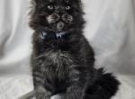 Rutherford - Maine Coon Kitten For Sale - Hayden, ID, US