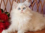 Cristal - British Shorthair Kitten For Sale - Pembroke Pines, FL, US