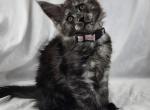 Dahlia - Maine Coon Kitten For Sale - Hayden, ID, US