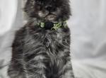 Dimitri - Maine Coon Kitten For Sale - Hayden, ID, US