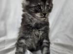 Ezekiel - Maine Coon Kitten For Sale - Hayden, ID, US