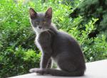 Nate - Domestic Kitten For Adoption - Myerstown, PA, US